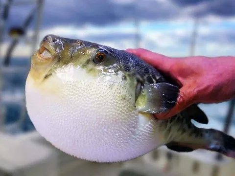 Bệnh nhân rơi vào hôn mê sâu sau khi ăn cá nóc 15 phút