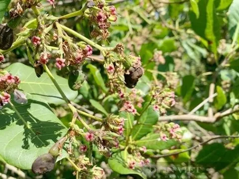 Mỹ săn lùng loại hạt ‘châu báu’ của Việt Nam: Chỉ 1/10 khu vực trên thế giới cho ra chất lượng tốt nhất, kiếm hàng trăm triệu USD mỗi tháng