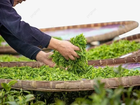 Thức uống đậm bản sắc Việt được các đại gia dầu mỏ mê không lối thoát dù giá đắt đỏ: Xuất khẩu tăng hơn 100%, nhiều cường quốc tích cực săn đón