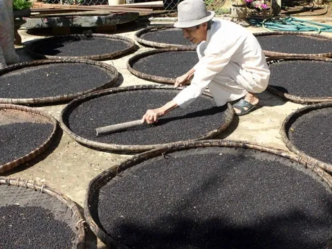 Một loại 'vàng đen' của Việt Nam bỗng ồ ạt đổ bộ Tây Phi: Xuất khẩu tăng nóng hơn 200%, cả thế giới phụ thuộc vào Việt Nam