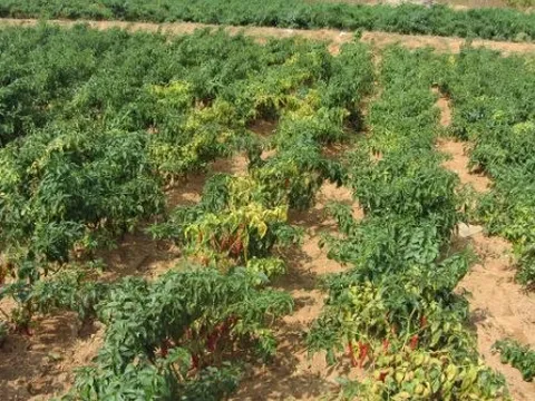 Việt Nam sở hữu loại quả ‘một vốn mười lời’ được Lào, Trung Quốc đua nhau săn đón: Xuất khẩu tăng hơn 100%, thu về hàng chục triệu USD