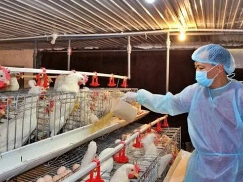 Đặt mục tiêu sản lượng thức ăn chăn nuôi công nghiệp đạt 25 triệu tấn