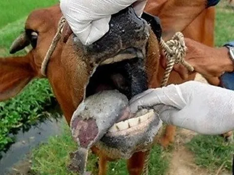 Kiểm tra việc đàn bò hỗ trợ hộ nghèo bị lở mồm long móng ở Thừa Thiên-Huế