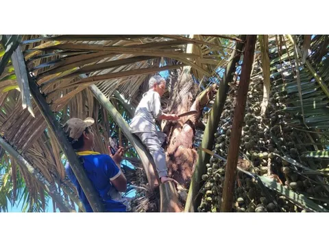 Phủ xanh rừng, hướng tới thị trường tín chỉ carbon