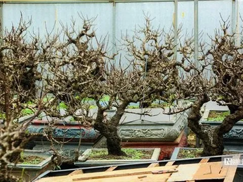 Chăm sóc đặc biệt đào tiến Vua đón Tết Giáp Thìn 2024