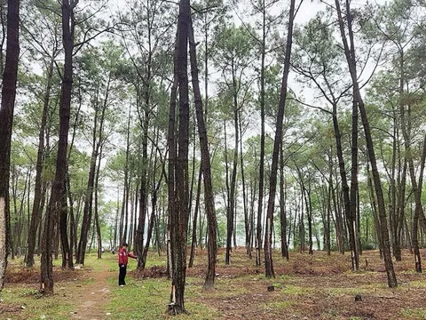 Quảng Bình: Gần 11.000 đối tượng hưởng lợi từ giảm phát thải khí nhà kính