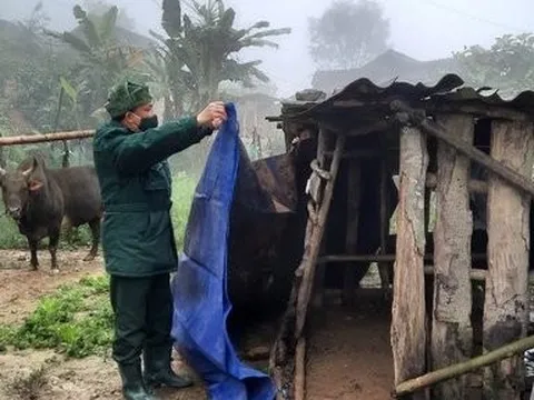 Nông dân nhóm lửa, che chuồng chống rét cho trâu bò