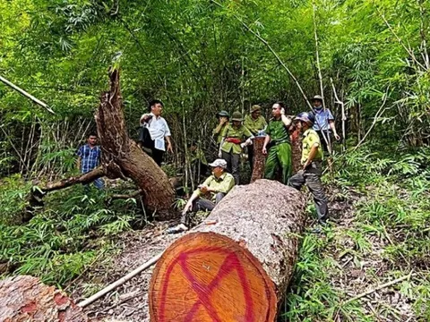 Bình Thuận: Chuyển cơ quan điều tra 6 vụ liên quan đến phá rừng