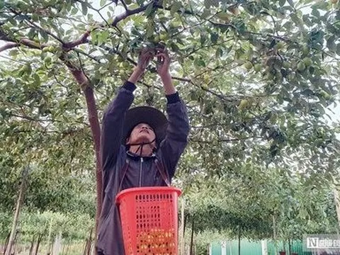 Hải Phòng: Vùng trồng “táo muối” Bàng La vào vụ Tết