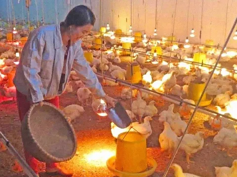 Thủ tướng yêu cầu các bộ ngành, địa phương chủ động phòng, chống rét đậm, rét hại kéo dài