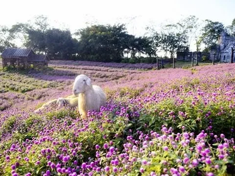 Khám phá cánh đồng hoa đẹp tựa trời Âu giữa lòng Hà Nội