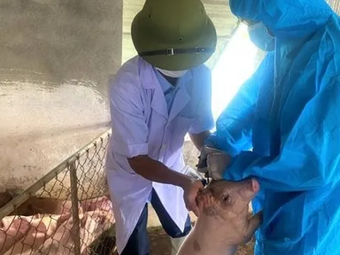 Nghệ An có hơn 100 ổ dịch tả lợn châu Phi