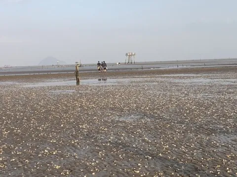 Kết quả xét nghiệm vụ gần 1.000 tấn ngao ở Thanh Hóa bị chết