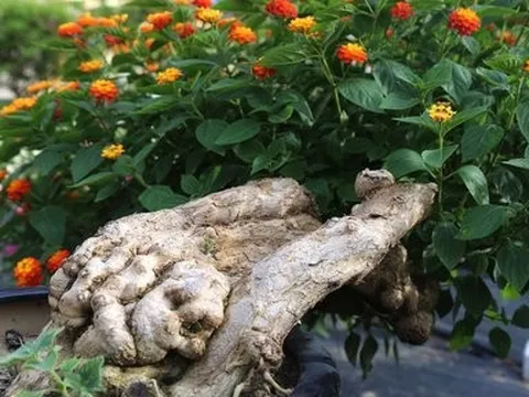 "Hô biến" loài hoa dại mọc ven đường thành bonsai hút khách ngày Tết