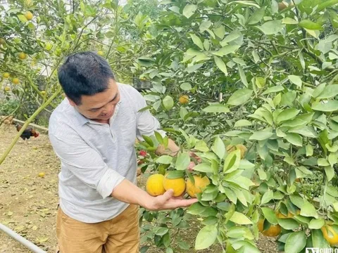 Đặc sản "tiến vua" rụng hàng loạt, nông dân thất thu khi Tết cận kề