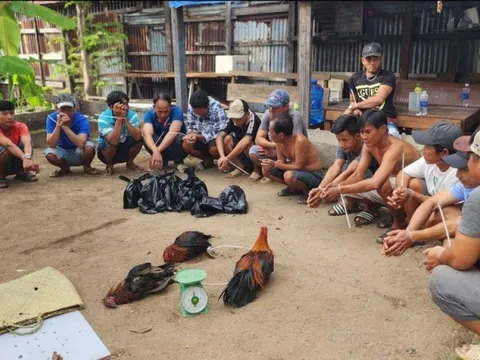 Kiên Giang: Triệt xóa tụ điểm đá gà ăn tiền tạm giữ 15 đối tượng