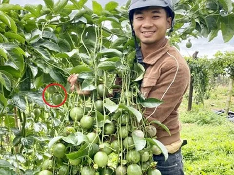 Anh nông dân "đổi đời", kiếm 3 tỷ nhờ trồng một loại cây "siêu trái" nhà nào cũng có