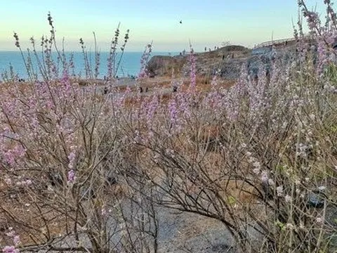 Mê mẩn hoa đỗ mai khoe sắc hồng ven sườn núi phố biển Vũng Tàu