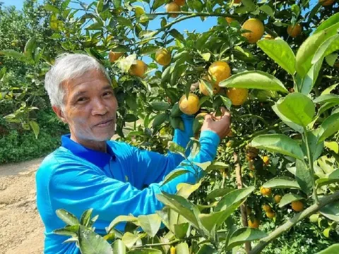 Lão nông trồng cam theo cách "lạ", nhẹ nhàng có ngay 1,4 tỷ đồng