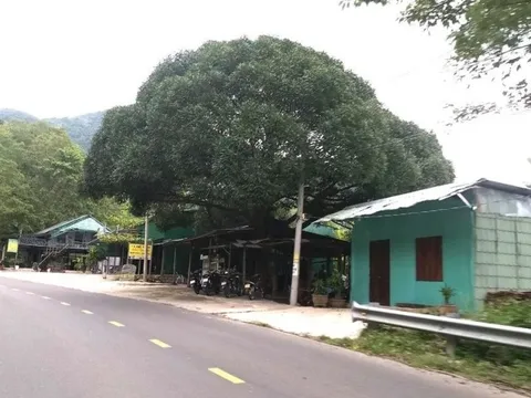 Xử phạt 14 trường hợp chiếm đất, xây dựng trái phép trên đèo Ngoạn Mục