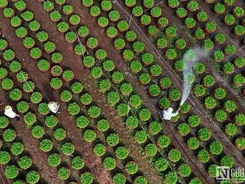 Trên cánh đồng hoa ở Đồng Nai những ngày giáp Tết