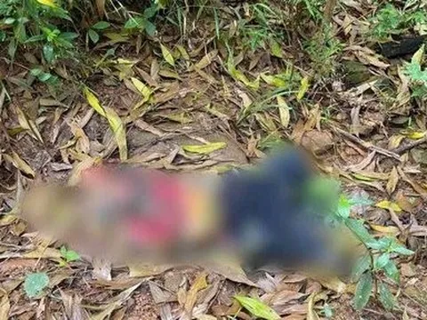 Quảng Bình: Phát hiện thi thể người đàn ông đàn ông trong rừng keo