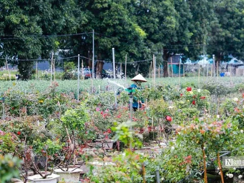 Hà Nội: Người dân trồng hoa Mê Linh tất bật vào vụ Tết