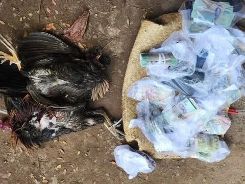 Kiên Giang: Bắt quả tang 19 người đàn ông chơi đá gà ăn tiền