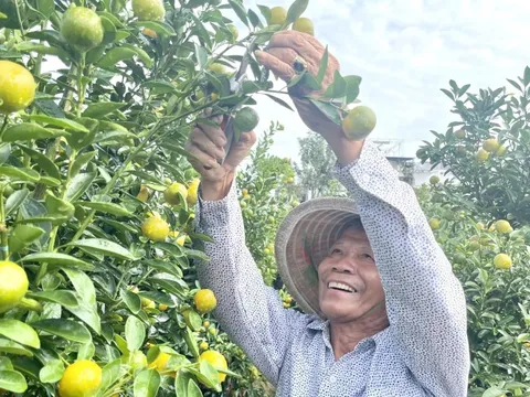 'Thủ phủ' quất cảnh miền Trung kỳ vọng thắng lớn vụ Tết