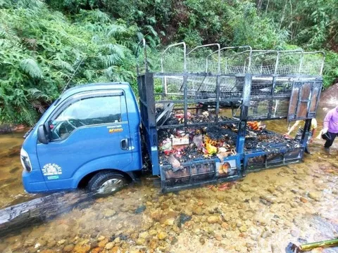 Xe tải bốc cháy trên đèo, tài xế nhanh trí lao xuống suối để dập lửa
