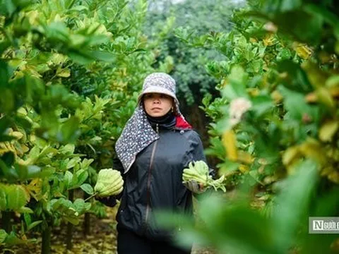 Hà Nội: Ngôi làng trồng "bàn tay Phật" tất bật vào vụ Tết