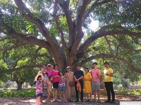 Xoài cổ thụ Cam Lâm được khai thác làm du lịch