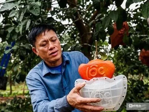 Bưởi đỏ tài lộc “tiến vua” cháy hàng dịp Tết 2024