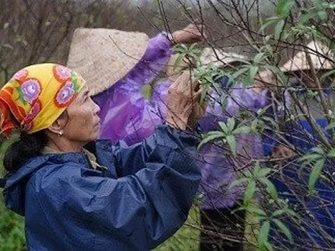 Người trồng đào phai ở vùng quê Hà Tĩnh tất bật vào vụ Tết