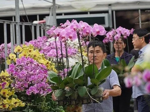 Ngắm vườn lan hồ điệp 6 vạn gốc được trồng tại Hà Tĩnh