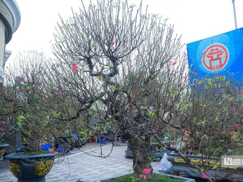 Cây cảnh chơi Tết Nguyên đán "đổ bộ" đường phố Hà Nội