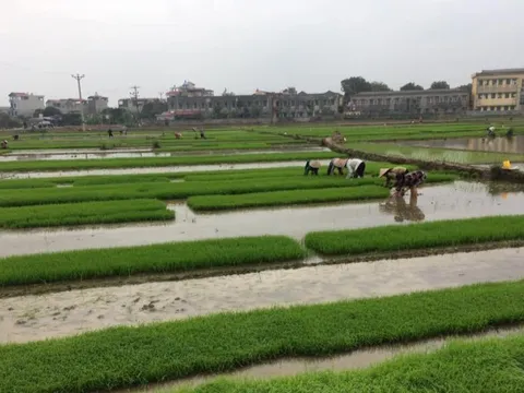 Các địa phương cần chuẩn bị tốt các điều kiện lấy nước gieo cấy vụ Đông Xuân