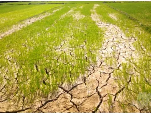 Thủ tướng Chính phủ yêu cầu ứng phó với nguy cơ hạn hán, thiếu nước, xâm nhập mặn