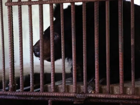 Thú vị về tên của các cá thể gấu được cứu hộ ở Bạch Mã