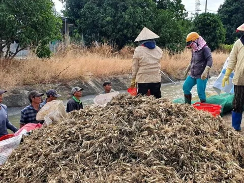 Khánh Hòa: Nông dân kém vui vì kiệu Tết rớt giá