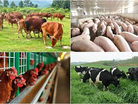 Đẩy mạnh hoạt động Khoa học và Công nghệ ngành chăn nuôi