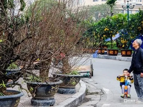 Đào Nhật Tân xuống phố phục vụ Tết 2024