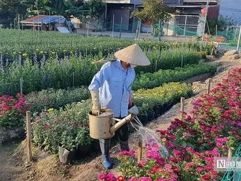 Hải Phòng: Làng hoa Lũng nổi tiếng ngày càng “teo tóp” do đô thị hóa
