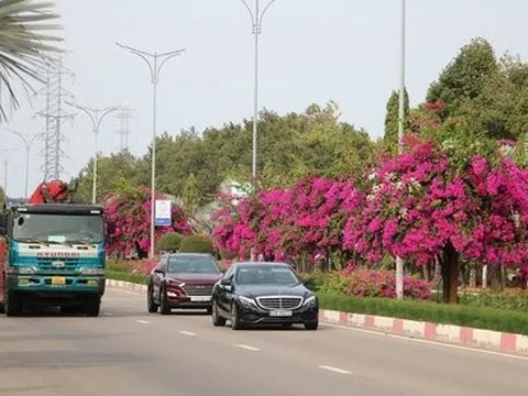 Ngắm con đường hoa giấy bung sắc rực rỡ, đẹp mê ly ở Bà Rịa - Vũng Tàu