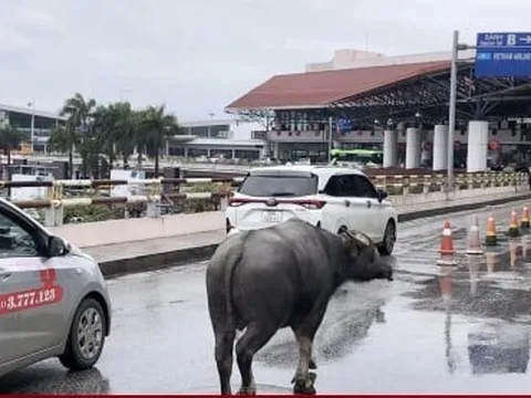Trâu đi lạc vào sân bay Nội Bài