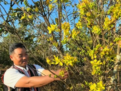 Mai rừng xuống phố