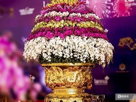 Cận cảnh chậu lan hồ điệp lớn nhất Việt Nam chào giá gần 4 tỷ đồng