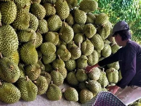 Nông dân phấn khởi khi giá sầu riêng tăng mạnh ngày giáp Tết