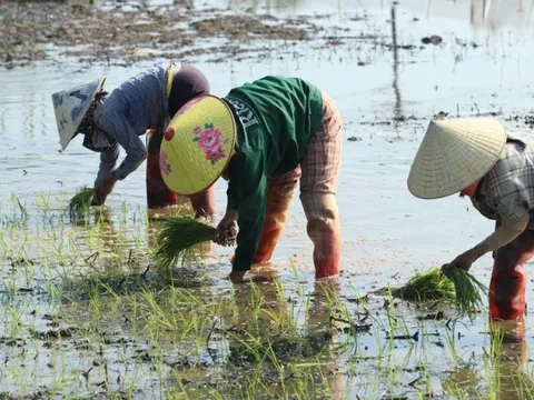 Nông dân cấy thuê kiếm nửa triệu/ngày dịp cận Tết