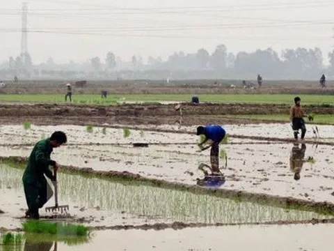 Trên 198.000 ha khu vực Trung du và Đồng bằng Bắc Bộ đủ nước gieo cấy